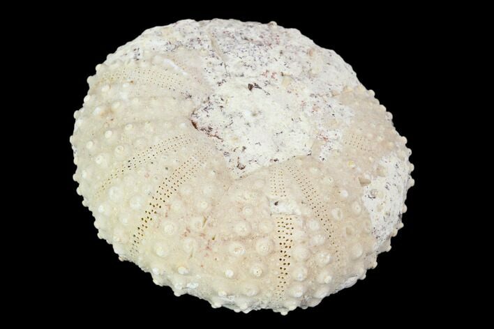 Fossil Sea Urchin (Tetragramma) - Morocco #104453